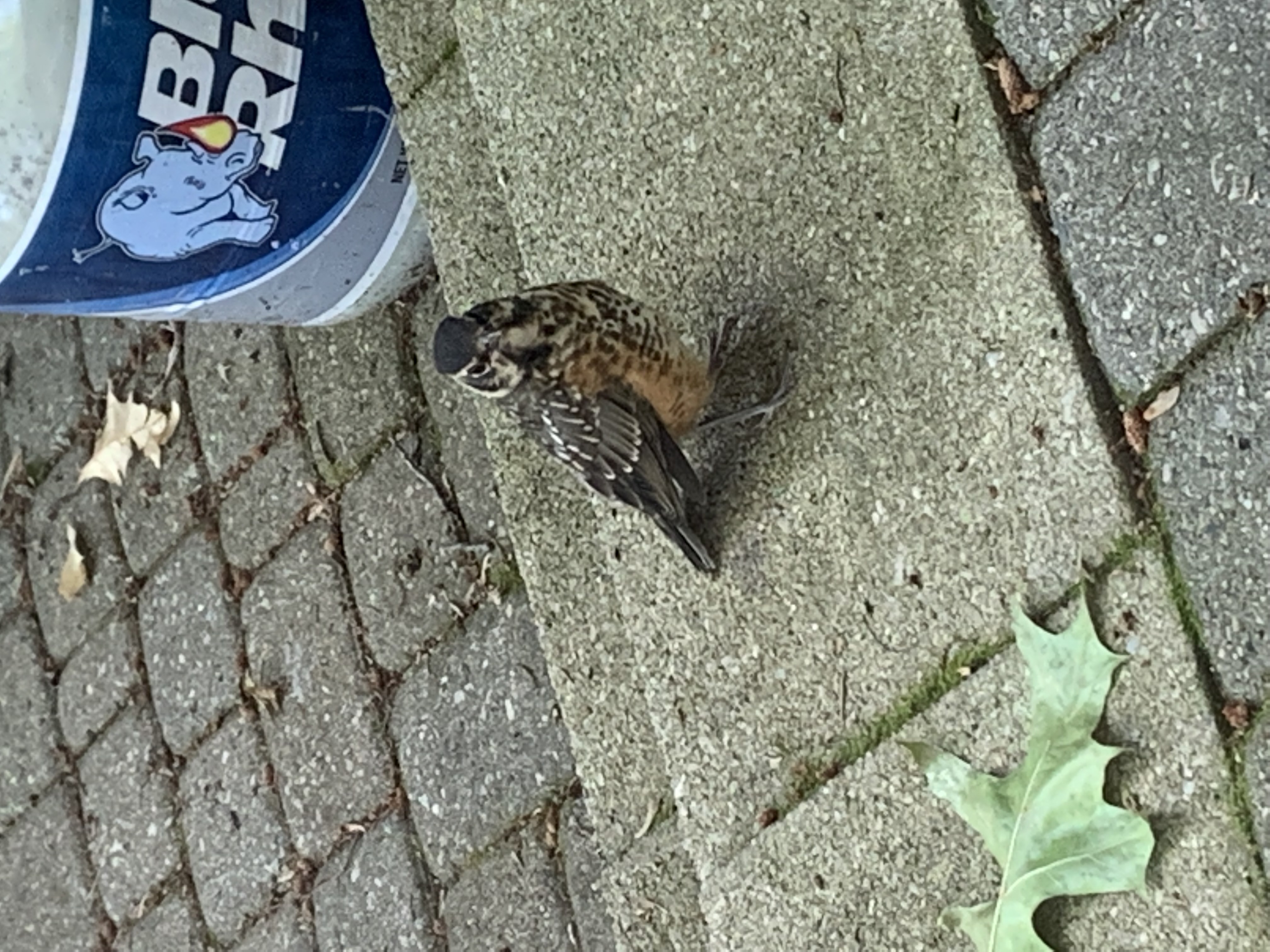 Image of a fledgling about to fly away.