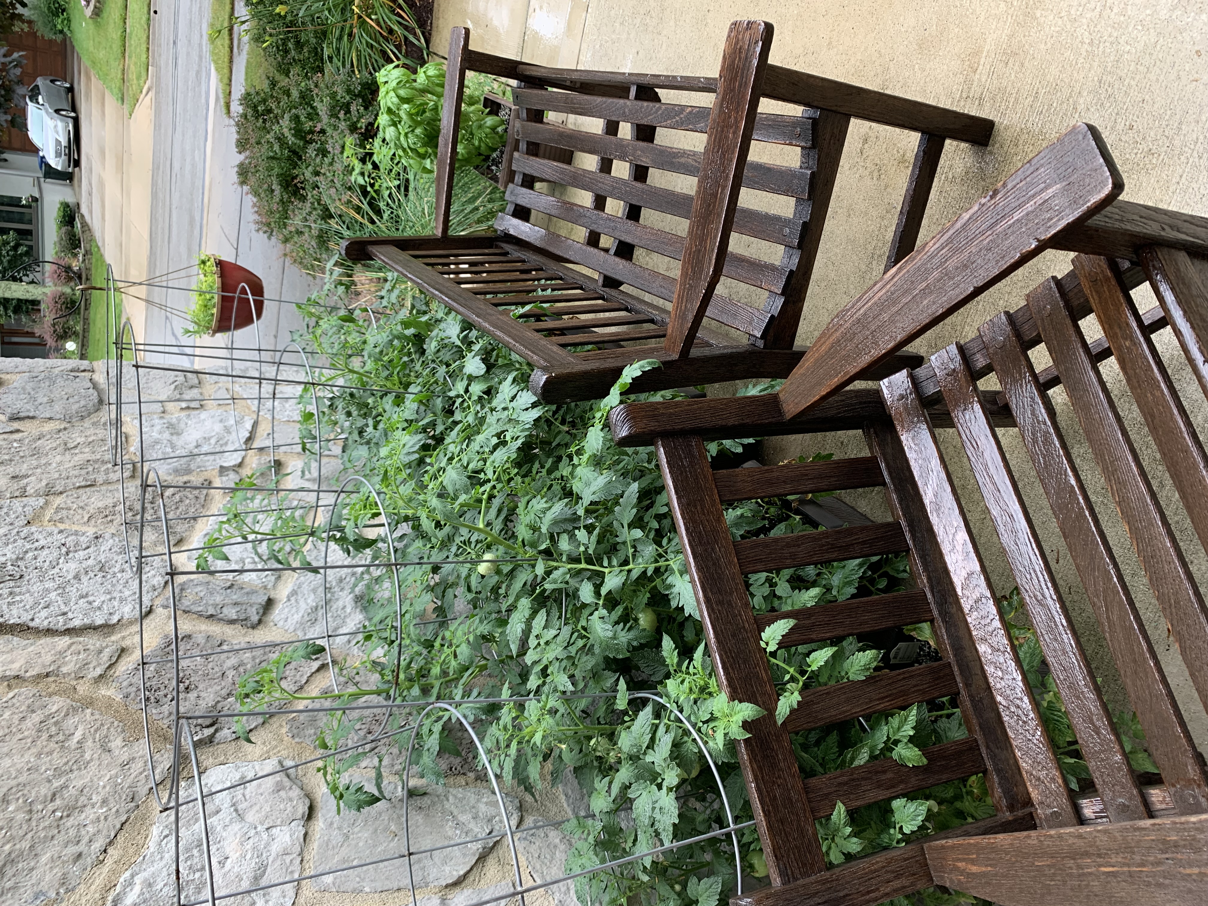 Laura's Garden as of July 1 Container Tomato Plants with Tomatoes